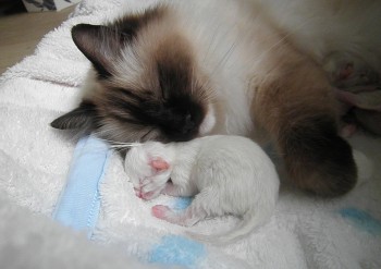 Holly et son chaton - 1 jour - Chatterie Ragdolls du Val de Beauvoir